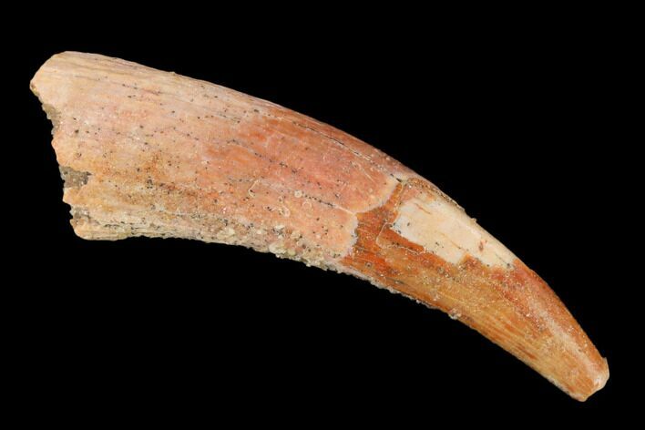 Fossil Pterosaur (Siroccopteryx) Tooth - Morocco #140706